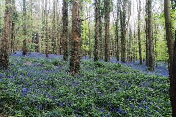 Bluebells